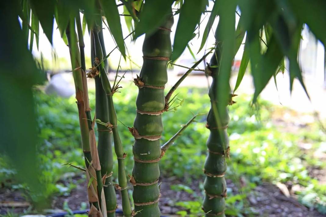 Balkonda eğlencesine yetiştirmeye başlamıştı, şimdi dev fidanlık kurdu! Paraya para demiyor, nereden nereye... 14
